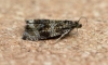 Celypha lacunana 7 Copyright: Graham Ekins