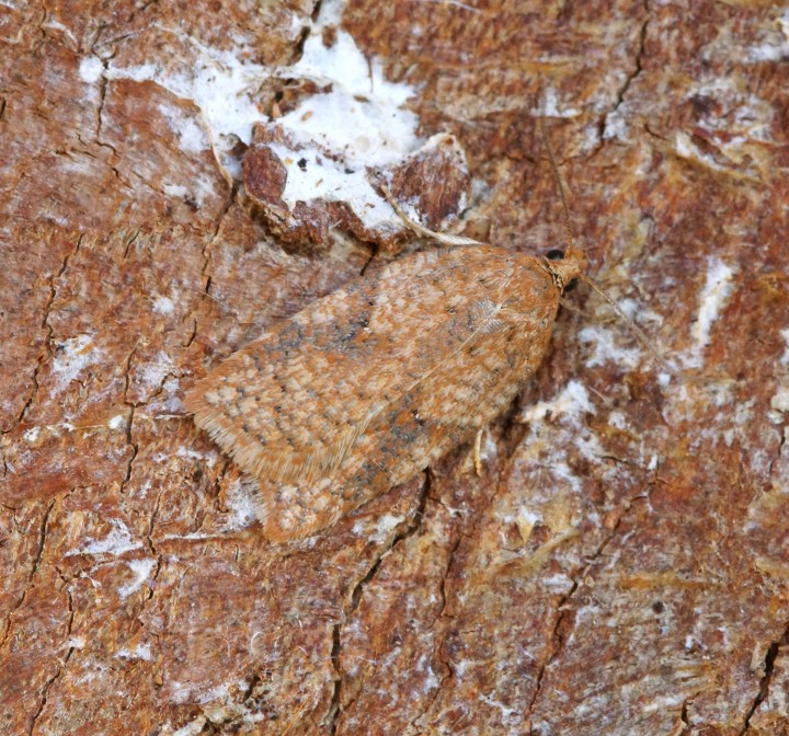 Acleris ferrugana 1 Copyright: Ben Sale