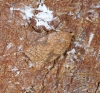 Acleris ferrugana 1