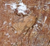 Acleris ferrugana 1