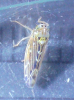 Lamprotettix nitidulus