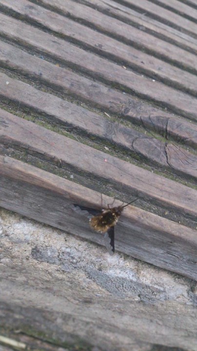 dark edged bee fly Copyright: Annette Guy