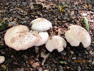 Agaricus xanthodermus 1 Copyright: Graham Smith