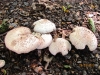 Agaricus xanthodermus 1 