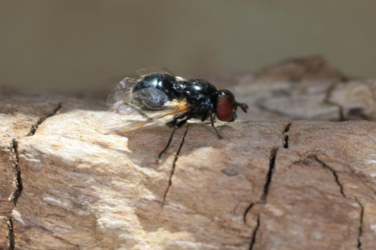 Psilota anthracina Copyright: Peter Harvey