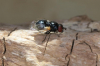 Psilota anthracina 