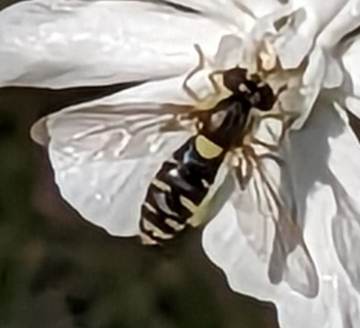 Hoverfly Copyright: Peter Pearson