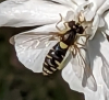 Hoverfly  