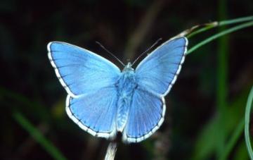 Lysandra bellargus Copyright: Peter Harvey