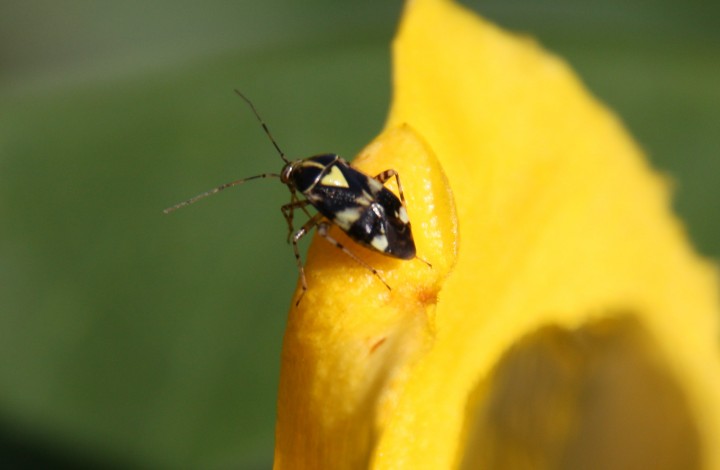 Liocoris tripustulatus Copyright: Paul Gymer