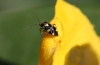 Liocoris tripustulatus 