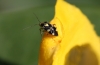 Liocoris tripustulatus