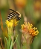 Sea Aster Mining Bee (Colletes halophilus) - The Naze 