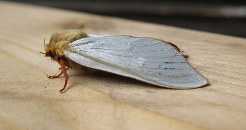 Ghost Moth Male. Copyright: Stephen Rolls