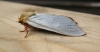 Ghost Moth Male. Copyright: Stephen Rolls