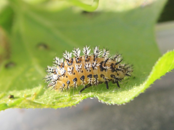 Henosepilachna argus larva Copyright: Yvonne Couch