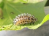 Henosepilachna argus larva 