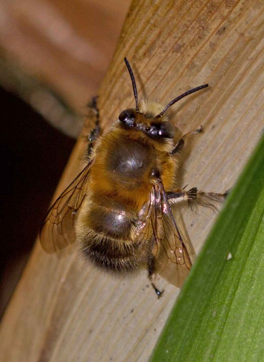 Anthophora plumipes April 2012 Copyright: Graham Ekins