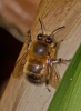 Anthophora plumipes April 2012