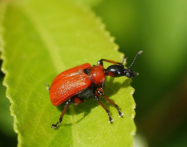 Apoderus coryli Copyright: Roger Payne