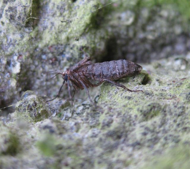 Female Winter Moth Copyright: Stephen Rolls