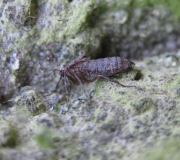 Female Winter Moth Copyright: Stephen Rolls