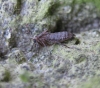 Female Winter Moth 