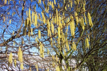 Hazel catkins Copyright: Graham Smith