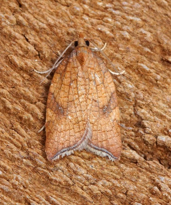 Acleris rhombana 1 Copyright: Ben Sale