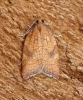 Acleris rhombana 1