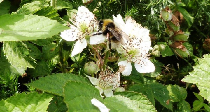 Bombus hortorum Copyright: Graham Smith