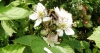 Bombus hortorum Copyright: Graham Smith