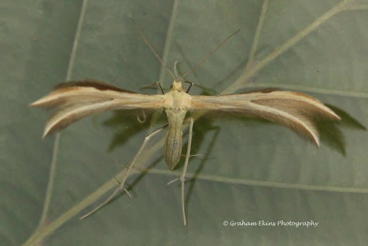 Merrifieldia baliodactylus Copyright: Graham Ekins