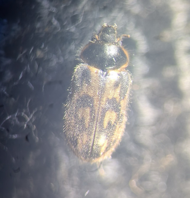 Heterocerus fenestratus Copyright: Robert Smith