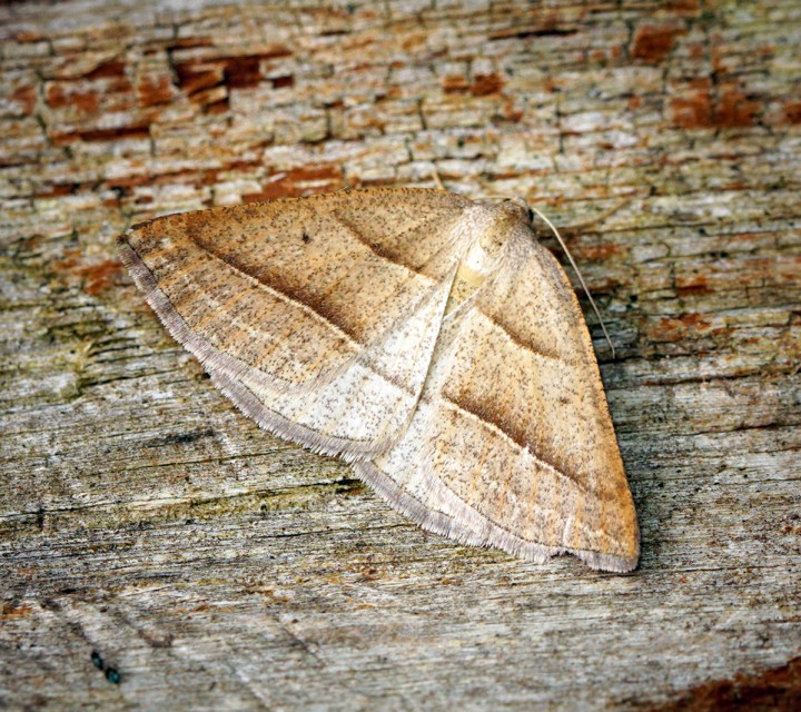 Brown Silver-line Moth Copyright: Ben Sale