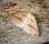 Brown Silver-line Moth Copyright: Ben Sale