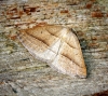 Brown Silver-line Moth