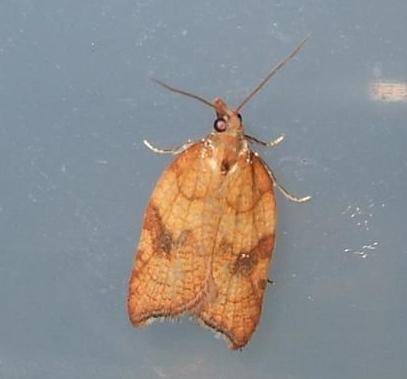 Acleris rhombana 2 Copyright: Ben Sale