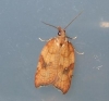 Acleris rhombana 2 Copyright: Ben Sale