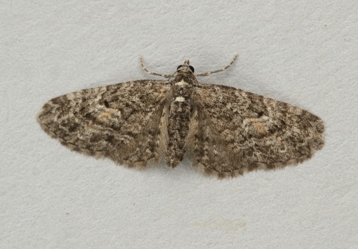 Larch Pug Eupithecia lariciata Copyright: Graham Ekins