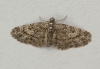 Larch Pug Eupithecia lariciata Copyright: Graham Ekins