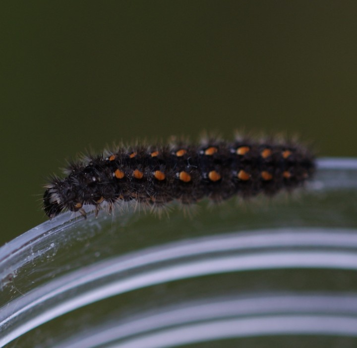 Elachista rufocinerea larvae Copyright: Robert Smith