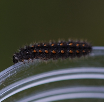 Elachista rufocinerea larvae Copyright: Robert Smith