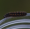 Elachista rufocinerea larvae Copyright: Robert Smith