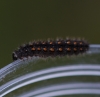 Elachista rufocinerea larvae 