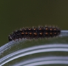 Elachista rufocinerea larvae