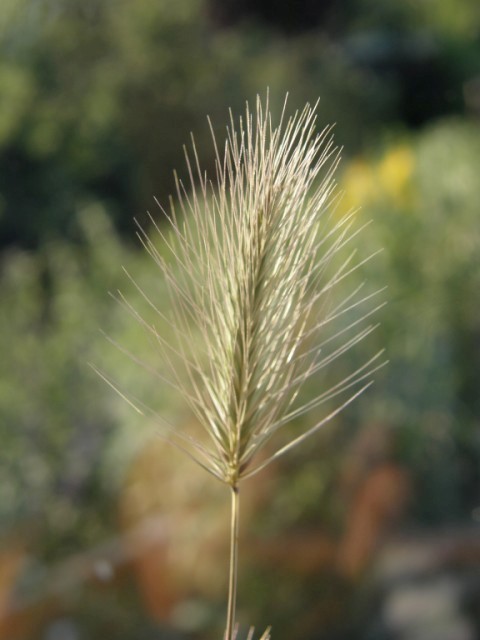 Hordeum marinum Copyright: Sue Grayston