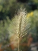 Hordeum marinum