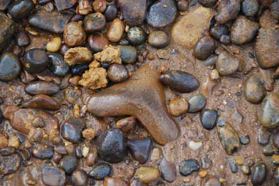 Megalodon tooth in the Red Crag junction bed at Elsenham Quarry Copyright: Rick Johnson