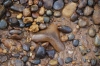 Megalodon tooth in the Red Crag junction bed at Elsenham Quarry